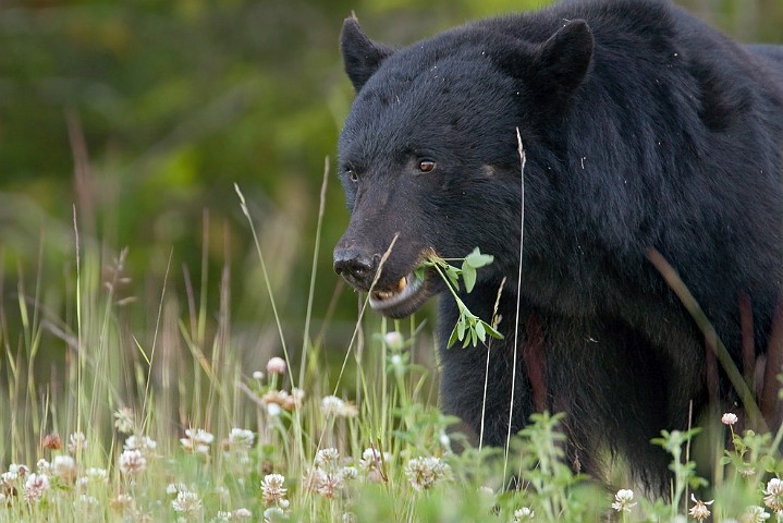 Schwarzbr Ursus americanus Black Bear